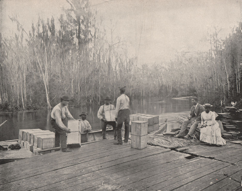 Loading oranges on the Ocklawaha River, Florida 1895 old antique print picture
